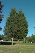 red cedar